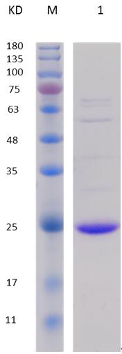 12% SDS-PAGE analysis profiles of purified PA1870-2-141 (CBB stained).